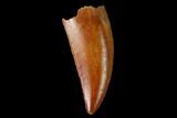 Serrated, Raptor Tooth - Real Dinosaur Tooth #158982-1